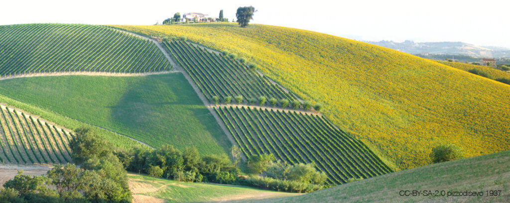Collina_d'Oro_Vineyards_in_Marche_as_well_as_Sunflower_fields_Olivetrees_Oak