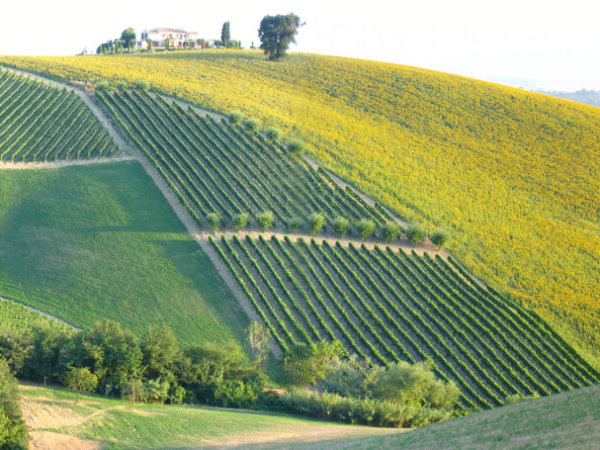 Collina_d'Oro_Vineyards_in_Marche_as_well_as_Sunflower_fields_Olivetrees_Oak