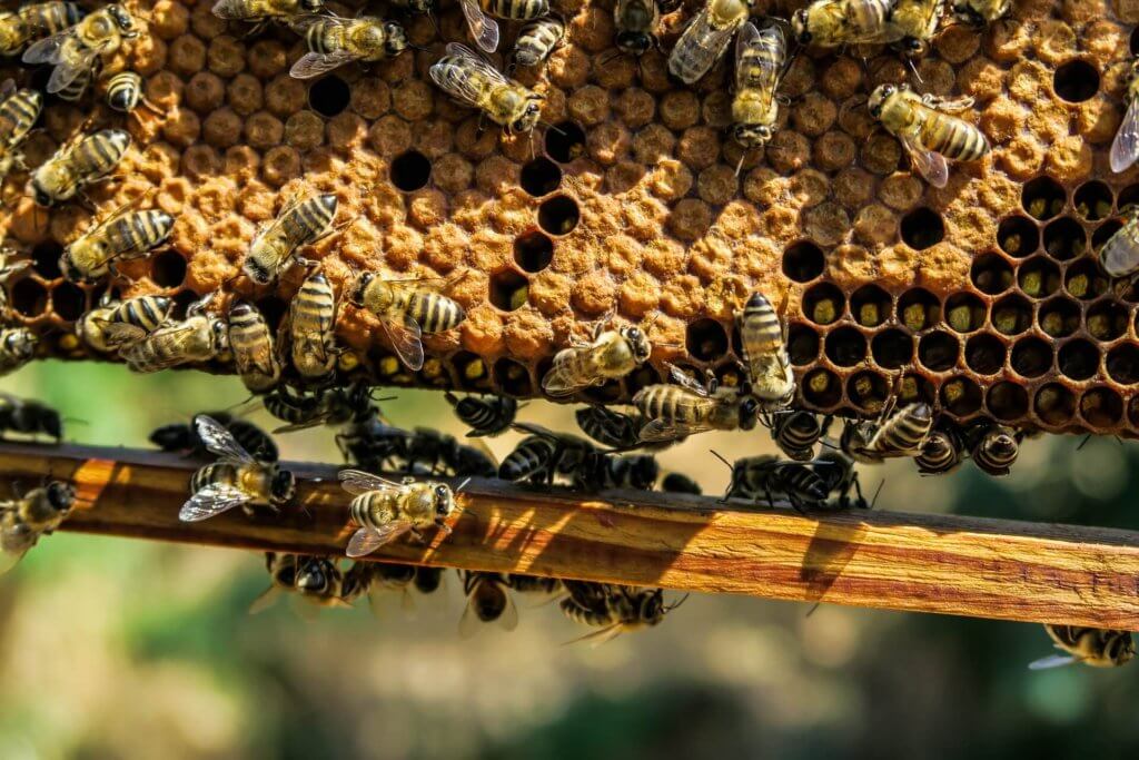 Let us know if these five facts about bees helped you in any way! Leave a comment in the section below the blog post. What do you see here? Bees Working to Make More Honey