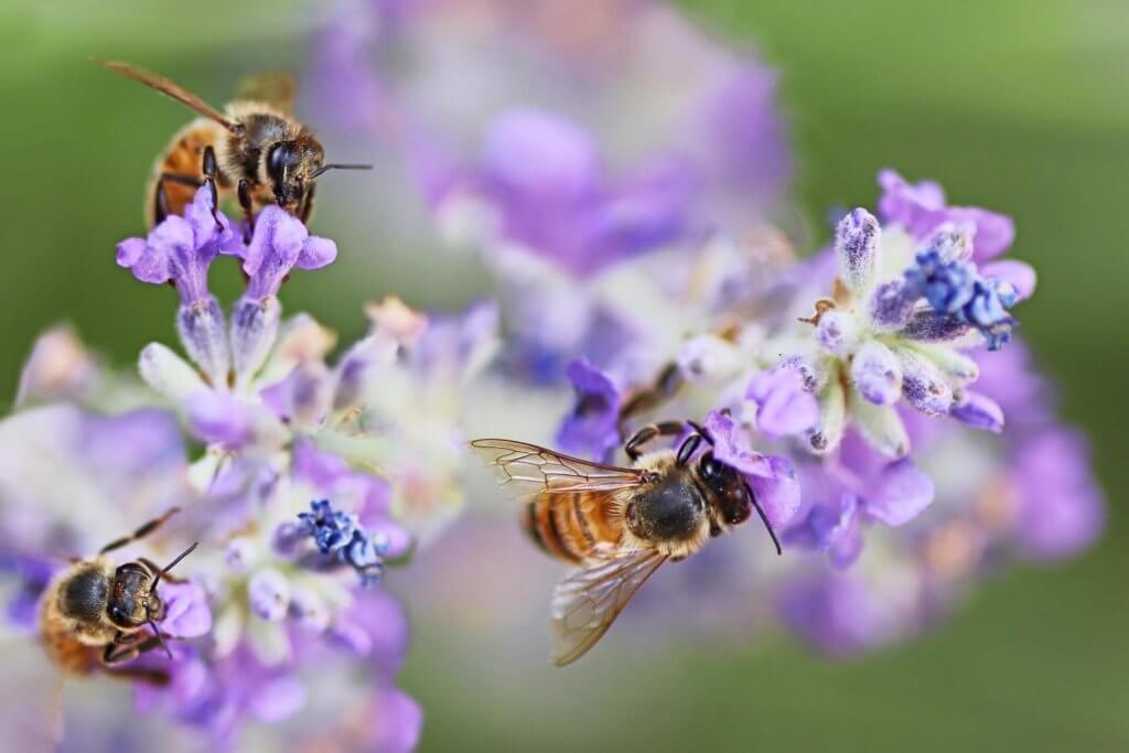 Bees on Lavender