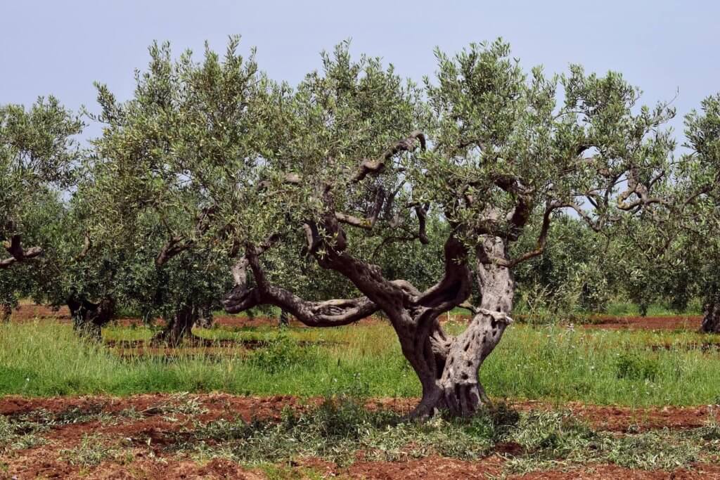 Old Olive Oil Tree