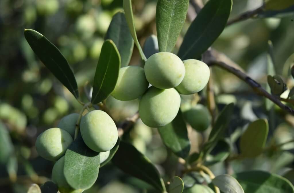 Olives on Olive Trees