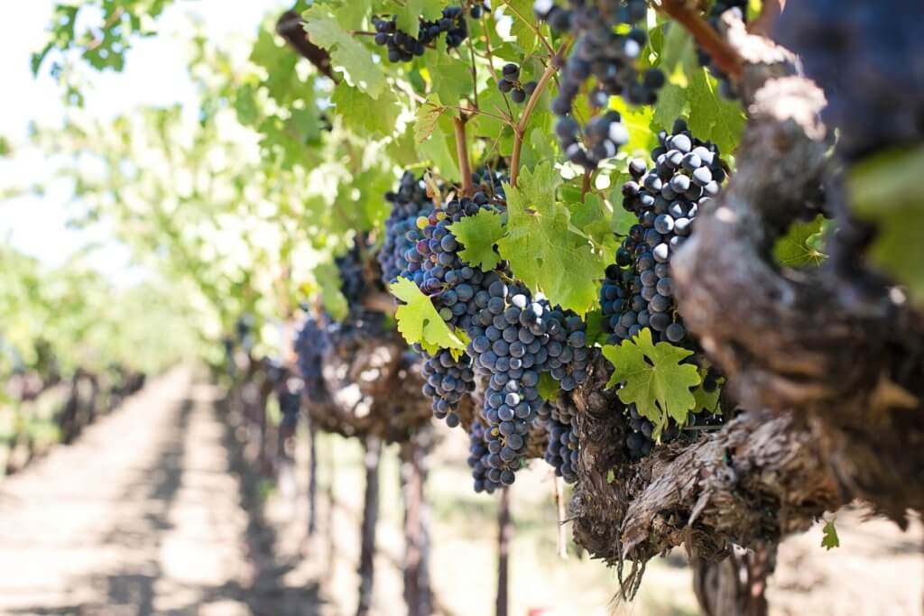 Vineyard with Grapes