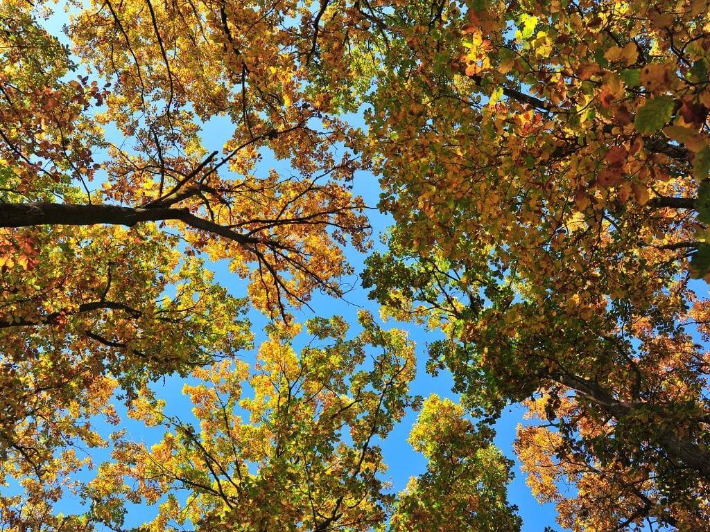 Oak Trees and Truffles