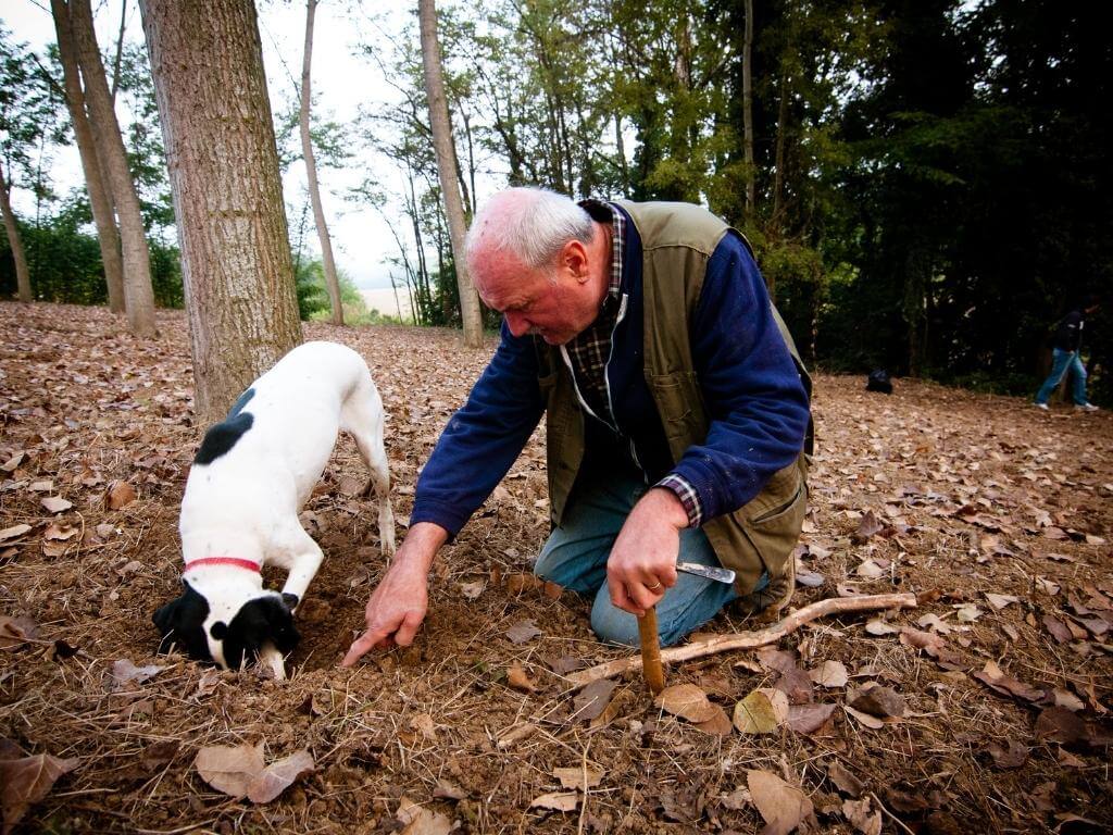 Truffle Dog with Owner