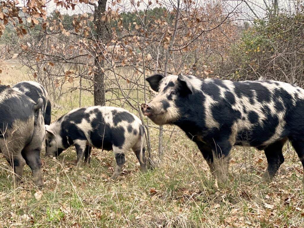 Tuffle Hunting Pigs