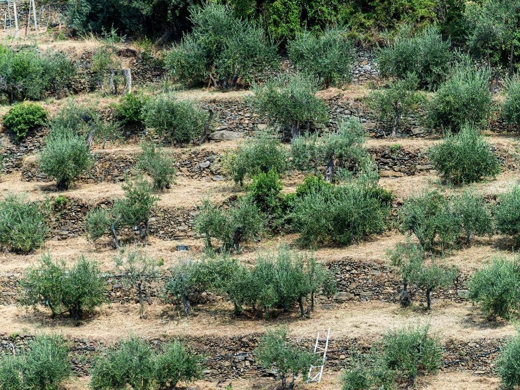 Vernazza Terraced Olive Groves in Cinque Terre