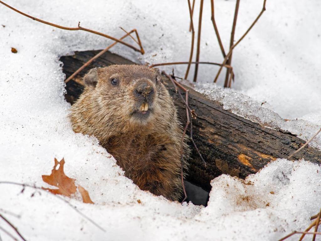 February 2 is Groundhog Day